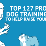 3-key-things-in-dog-training-at-home-learn-how-to-raise-a-healthy-and-friendly-pet
