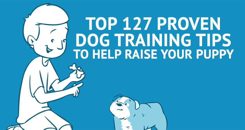 3 Key Things In Dog Training At Home. Learn How To Raise A Healthy And Friendly Pet