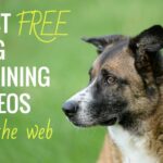 free-puppy-training-advice-2