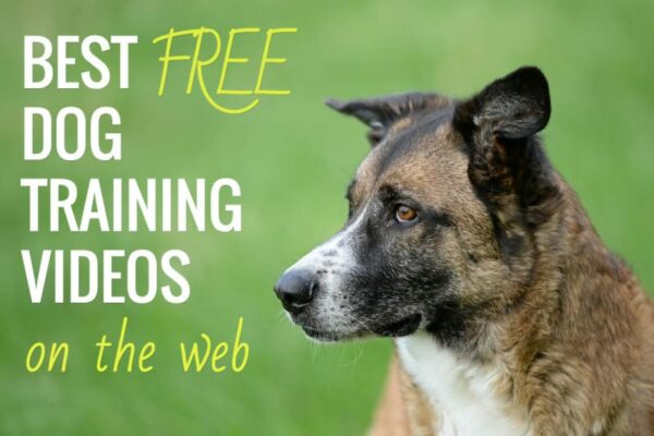 free-puppy-training-advice-2