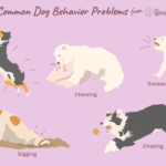 dog-behavior-problems-2