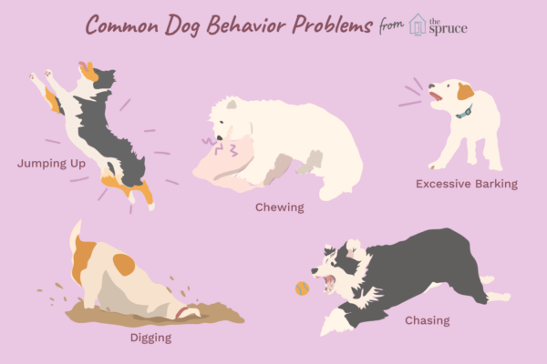 dog-behavior-problems-2