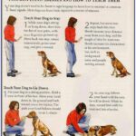 3-best-puppy-training-tips-i-use-to-raise-a-healthy-and-obedient-pets-2
