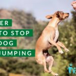 how-to-stop-a-dog-from-jumping-2