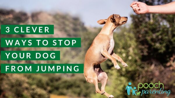 how-to-stop-a-dog-from-jumping-2