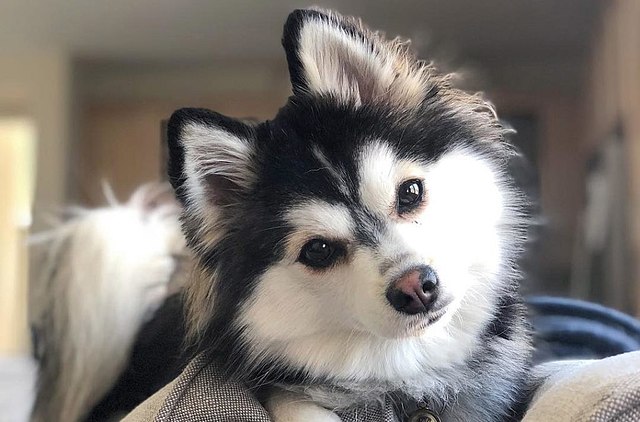 Is the Pomeranian Husky Mix the Best Dog Breed For You?
