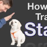 how-to-teach-dog-to-stay-2