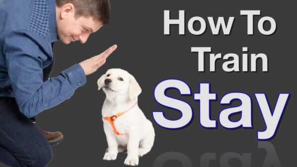 how-to-teach-dog-to-stay-2