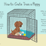 what-is-crate-training-2