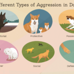 aggressive-dog-behavior-2