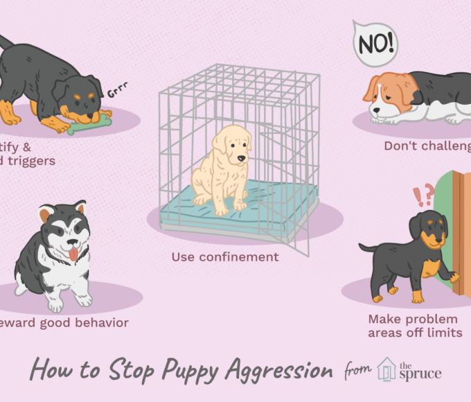 stop-aggressive-puppy-2