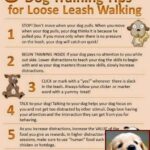 4-best-puppy-training-tips-find-out-how-you-too-can-train-your-dog-to-be-the-pet-you-want-him-to-be-2
