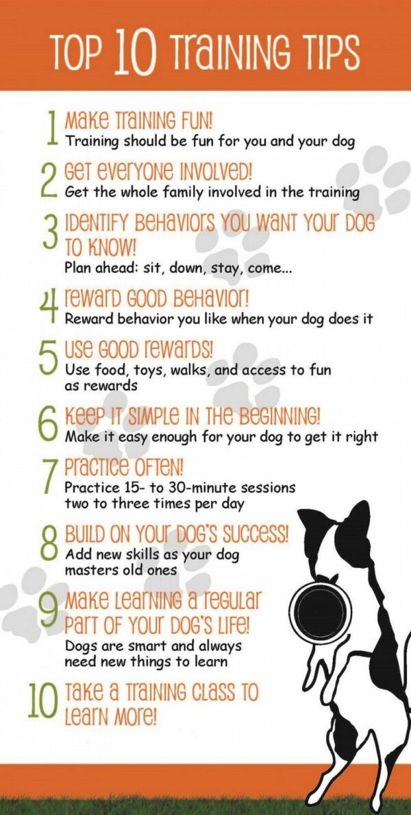 tips-on-dog-training-2