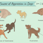 how-to-stop-dog-aggression-2