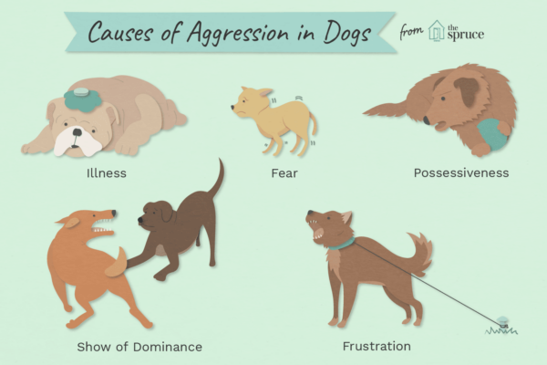how-to-stop-dog-aggression-2