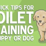 how-to-toilet-train-a-puppy-3