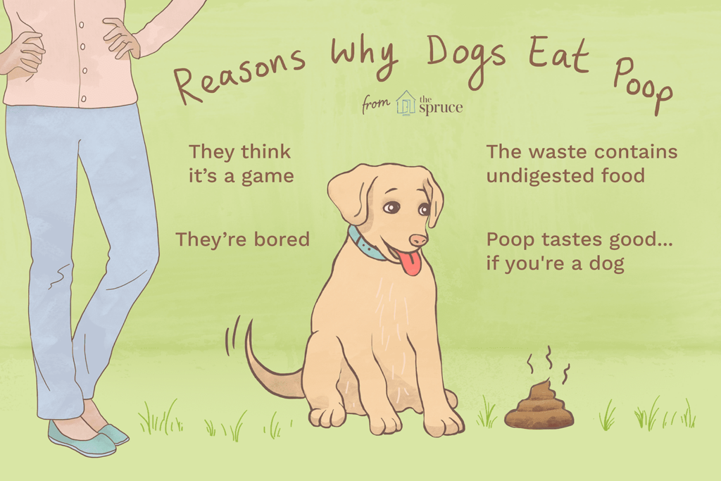 Why Do Dogs Eat Poop 2804569 Final2 E9bc3a72fe464828a3d5ef6b2f693fcd 1295813 1024x683