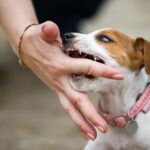 puppy-biting-training-has-never-been-easier-learn-3-most-essential-elements-in-puppy-biting-training
