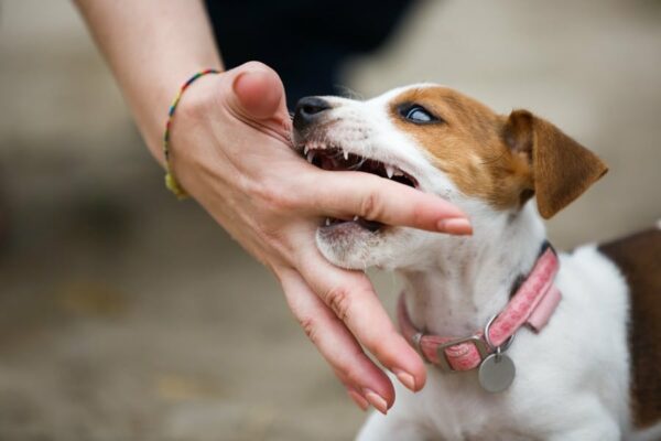 puppy-biting-training-has-never-been-easier-learn-3-most-essential-elements-in-puppy-biting-training