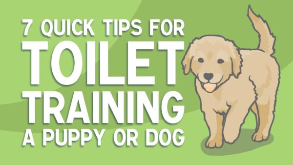 dog-training-for-potty-learn-how-3-simple-tips-can-make-dog-training-for-potty-a-stress-free-process