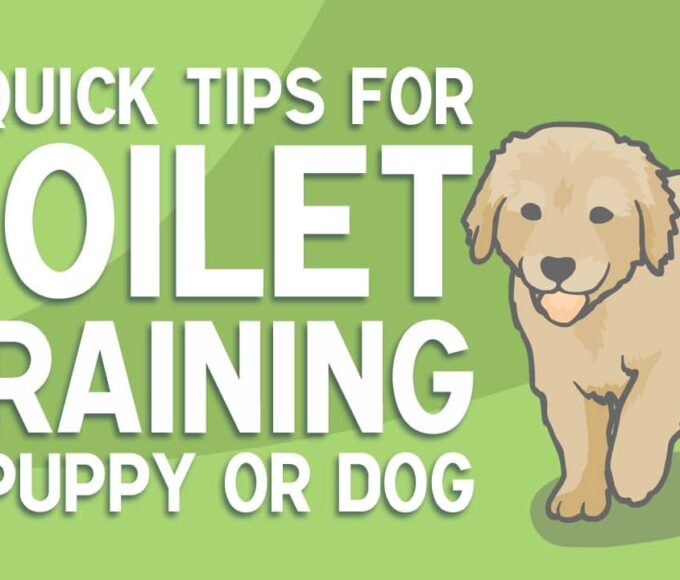 dog-training-for-potty-learn-how-3-simple-tips-can-make-dog-training-for-potty-a-stress-free-process