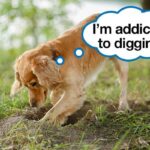 how-to-stop-a-dog-from-digging-holes-2