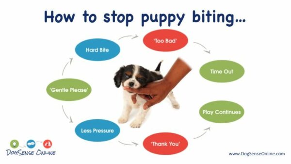 stop-puppy-from-biting-2