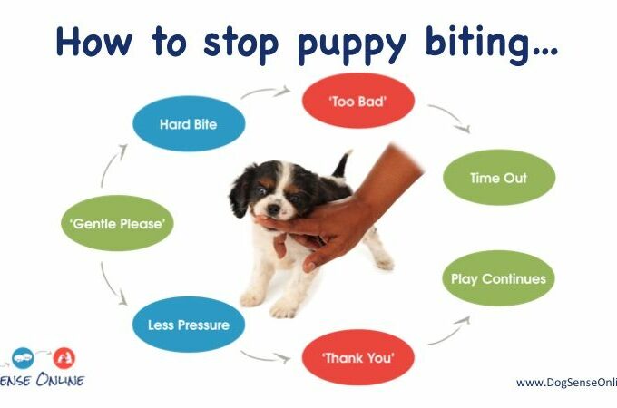 stop-puppy-from-biting-2