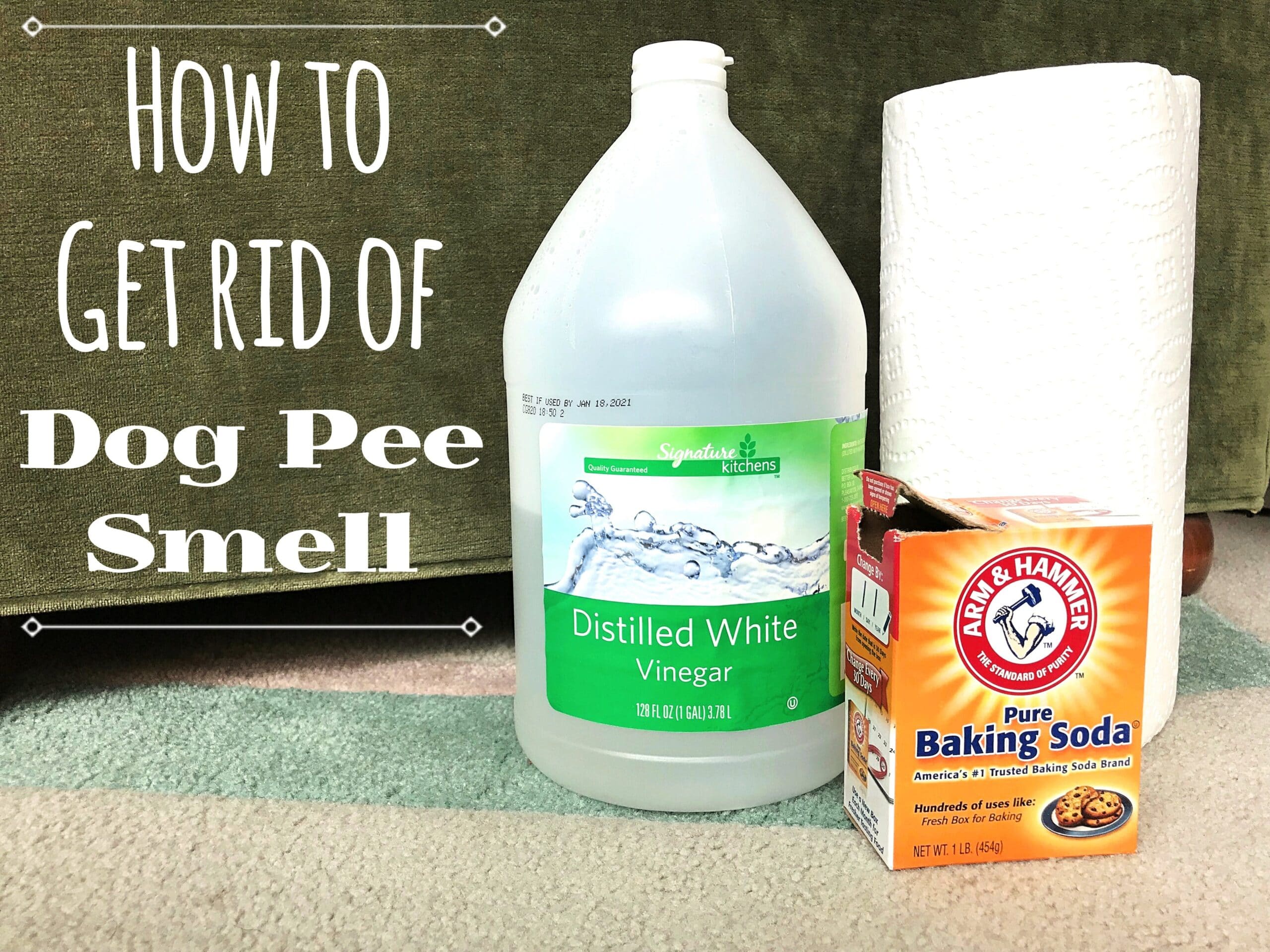 how-to-clean-dog-urine-from-carpet-2