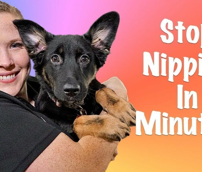 how-to-stop-puppy-nipping-and-biting-2