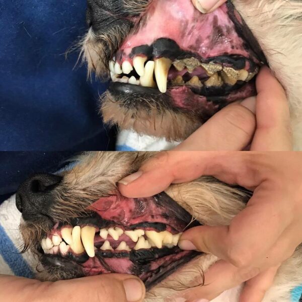 how-to-clean-dog-s-teeth-3