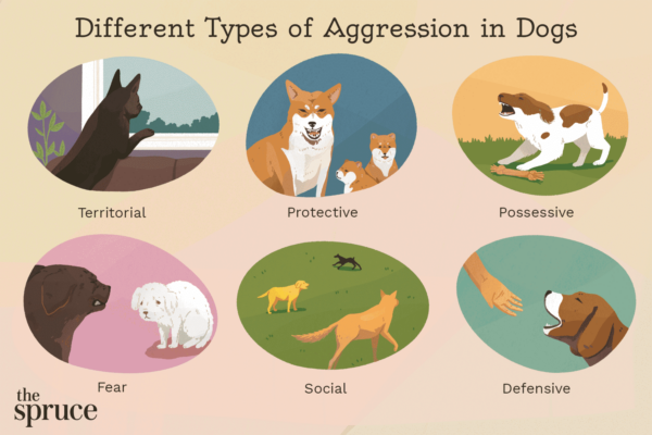 aggressive-dog-behavior-3