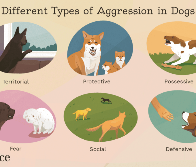 aggressive-dog-behavior-3
