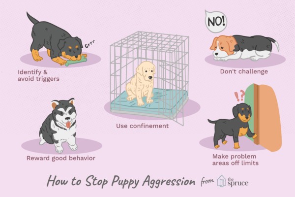 4-puppy-problems-that-are-very-likely-to-freak-you-out-and-how-to-deal-with-them-before-it-s-too-late
