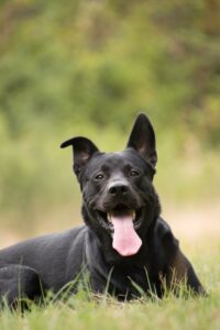 Black Sheprador - German Shepherd Labrador Mix Breed