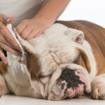 how-to-clean-dog-ears-2