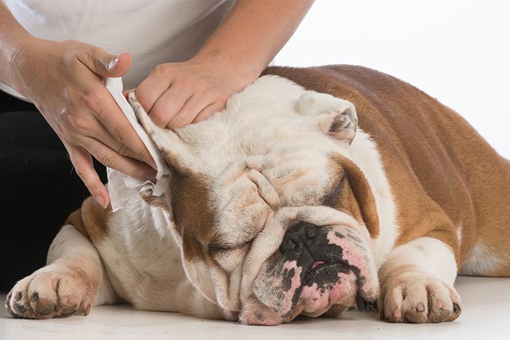 How to Clean you Dog’s Ears at Home
