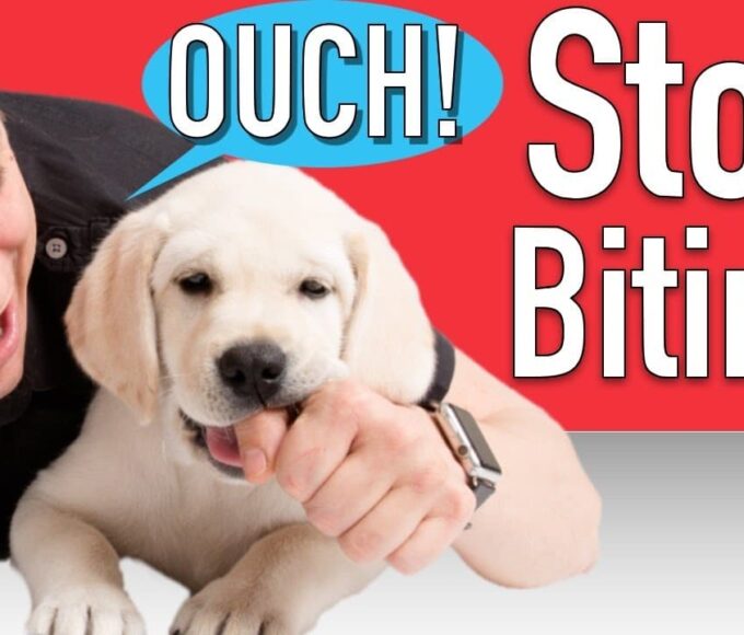 how-to-stop-dog-from-biting