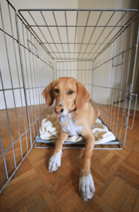 crate_training_an_older_dog-197x300-9865339