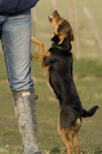 how_to_stop_dog_from_jumping_on_people1-200x300-6800161