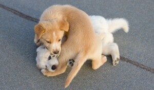 stop_puppy_from_biting-300x176-4262002