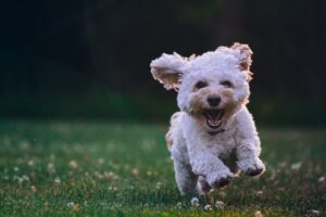 A white cockapoo dog runs happily in the grass