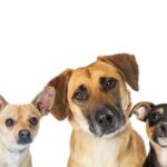 A group of 5 mixed breed dogs look at the camera