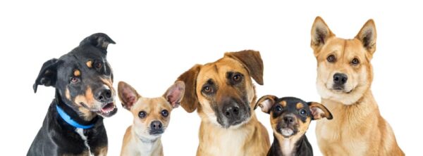 A group of 5 mixed breed dogs look at the camera