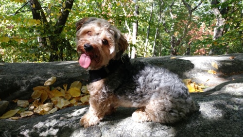 A Yorkipoo dog  with his tongue hanging out poses in the forest