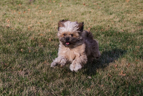 A Peekapoo puppy runs happily in the grass
