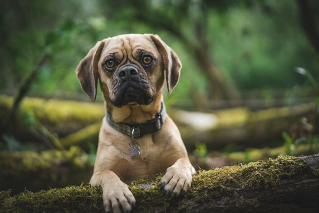 A Puggle dog has his front legs up on a log in a forest