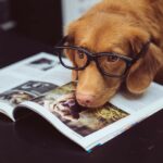 A Nova Scotia Duck Tolling Retriever wears black glasses and lays his head on an open magazine