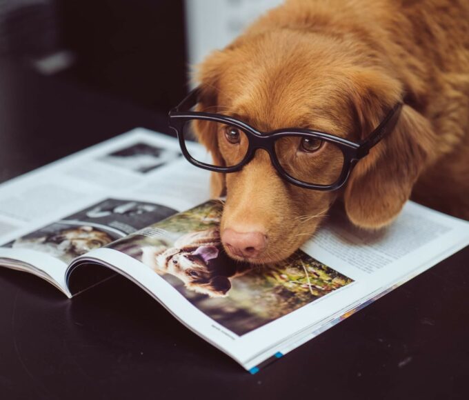 A Nova Scotia Duck Tolling Retriever wears black glasses and lays his head on an open magazine
