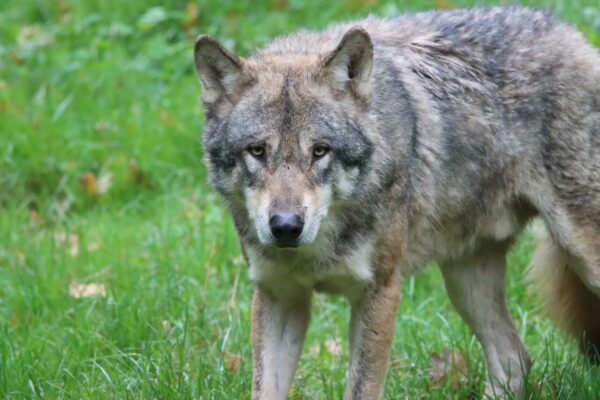 The gray wolf is an incredibly important part of our world.